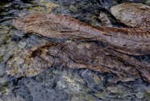 娃娃魚是幾級保護動物，主產地在長江、黃河、珠江中上游支流的山澗溪流中