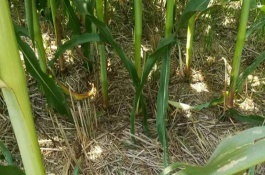 海禾118玉米栽培技術(shù)要點(diǎn)，適宜密度為3500株/畝