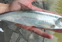 作釣技巧，標(biāo)點時選擇回水灣淺水區(qū)等位置
