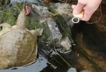 甲魚(yú)如何釣最好，葷餌較好