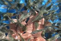親親魚為什么咬人的腳，主產于泰國、中東地區(qū)、西雙版納等地方