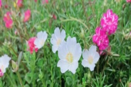 最漂亮的太陽花品種，寓意向往光明、沉默的愛等
