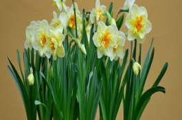 水仙花花謝后怎么養(yǎng)，水仙花相對(duì)比較耐寒