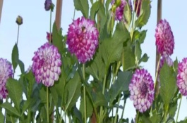 大麗花的開花時間，一般為5月份左右