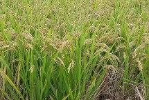 珍香9號(hào)水稻栽培技術(shù)要點(diǎn)，每畝有效穗數(shù)17.9萬