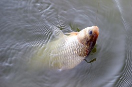 釣鯉魚要不要調(diào)漂，只要氣溫處于20至28℃之間即可