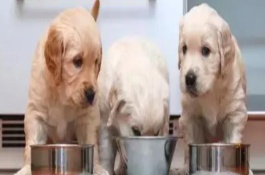 幼犬鼻子為什么總是噴氣，建議喂食寵物專用的羊奶粉