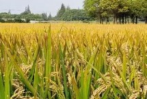 大兩優(yōu)172水稻栽培技術要點，本品種注意后期水肥管理