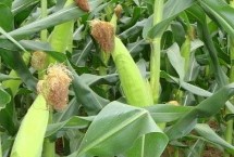 九圣禾528玉米栽培技術(shù)要點(diǎn)，中抗莖腐病