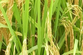 特優(yōu)816水稻栽培技術(shù)要點(diǎn)，注意防治白葉枯病