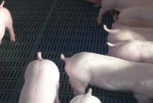 新生豬仔幾天喂開口料，這12點須掌握