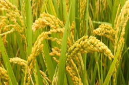 龍墾263水稻栽培技術(shù)要點(diǎn)，該品種主莖12片葉