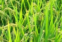 品優(yōu)2023水稻栽培技術(shù)要點，秧田播種量每畝10千克