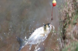 釣鰱鳙一般釣多深，最好提前打窩誘魚