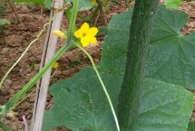 黃瓜開(kāi)花期用什么肥料，可能是留瓜多或施肥不當(dāng)?shù)葘?dǎo)致的