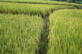 川優(yōu)065水稻栽培技術要點，一般5月上旬播種
