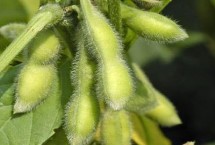 濮豆820大豆栽培技術(shù)要點，中抗花葉病毒病7號株系