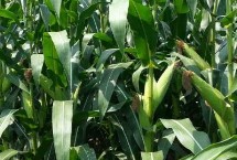 桂甜糯118玉米栽培技術(shù)要點，或者播種時間間隔20天以上