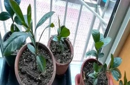 水培梔子花如何延長存活時間，移植后澆水時加入少許壯根粉