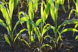登義2號(hào)玉米栽培技術(shù)要點(diǎn)，旱地每畝3500株