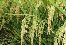 玉龍優(yōu)1611水稻栽培技術(shù)要點(diǎn)，搞好綜合防治