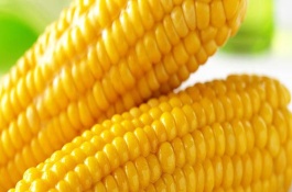 益機(jī)收1號玉米栽培技術(shù)要點，生育期107天左右