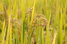 岡1優(yōu)288水稻品種說明，平均全生育期153天