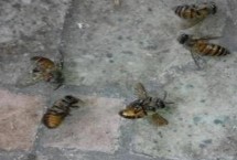 蜜蜂爬蜂病的種類和治療方法，包括蜜蜂螺原體病、蜜蜂孢子蟲病等類型
