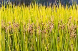 榮優(yōu)0861水稻栽培技術要點，秈型三系雜交晚稻遲熟品種