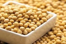 隴豆3號大豆栽培技術(shù)要點，春播4月下旬-5月上旬播種