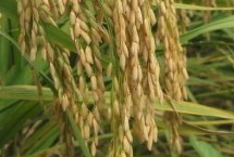 浙大兩優(yōu)宜糖秈1號水稻栽培技術(shù)要點(diǎn)，該品種株高適中