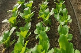 夏天培育蔬菜苗怎么把關，一定莫受凍