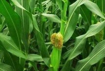 豐墾599玉米栽培技術(shù)要點(diǎn)，高抗莖腐病