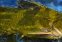 黃骨魚的品種，需養(yǎng)殖12-13個月才能售賣