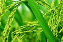 興兩優(yōu)3088水稻栽培技術(shù)要點，晚造全生育期110～112天