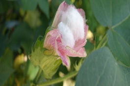 新彩棉19號棉花栽培技術要點，生育期131天左右