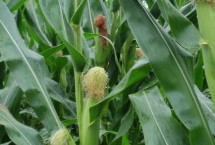 錦華175玉米栽培技術要點，適宜密度5000株/畝左右