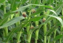 中農(nóng)單78玉米栽培技術(shù)要點，莖腐病田間自然發(fā)病表現(xiàn)為中抗