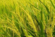 龍墾2037水稻栽培技術(shù)要點(diǎn)，該品種主莖10片葉