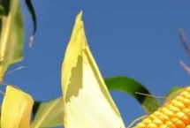 鄭原玉435玉米栽培技術(shù)要點(diǎn)，平均生育期101.5天