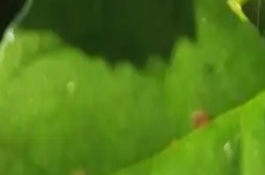 幸福樹上有黑色的小蟲怎么辦，需及時(shí)修掉有蟲害的葉子