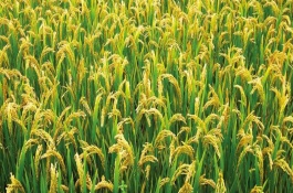 鹽稻10號水稻栽培技術(shù)要點，該品種在沿淮作一季中粳種植