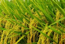 廣紅3號水稻栽培技術(shù)要點，全生育期143.4天