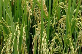 新稻49號水稻栽培技術(shù)要點(diǎn)，該品種插秧栽培一般4月初育苗