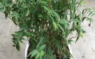 冬季綠植多久澆一次水，常見(jiàn)的有牡丹、梅花、鐵線(xiàn)蓮等