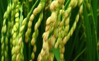 川香8號(hào)水稻栽培技術(shù)要點(diǎn)，全生育期平均147.8天