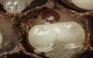 怎么用螨威雙甲脒溶液治蜂螨，兌水后直接噴施蜂脾即可