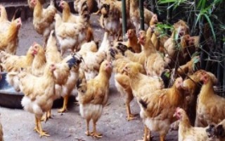 在母雞下完蛋后飼養(yǎng)員要怎樣進(jìn)行管理，選擇喂米糠、玉米、高粱等谷類食物
