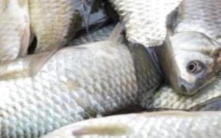 鯽魚有哪些品種，身體較小但具有較多魚刺