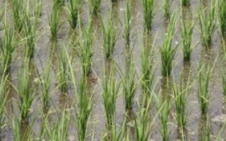 富兩優(yōu)508水稻栽培技術要點，一般在4月下旬至5月上旬播種